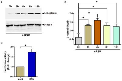 Human beta defensin-3 mediated activation of β-catenin during human respiratory syncytial virus infection: interaction of HBD3 with LDL receptor-related protein 5